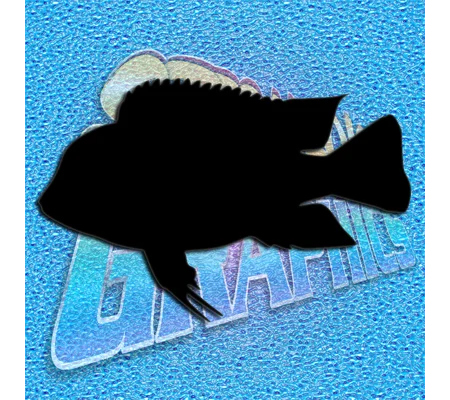 Fish Frontosa