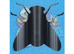 Fly 001