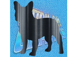 French Bulldog 002