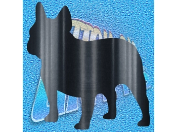 French Bulldog 007