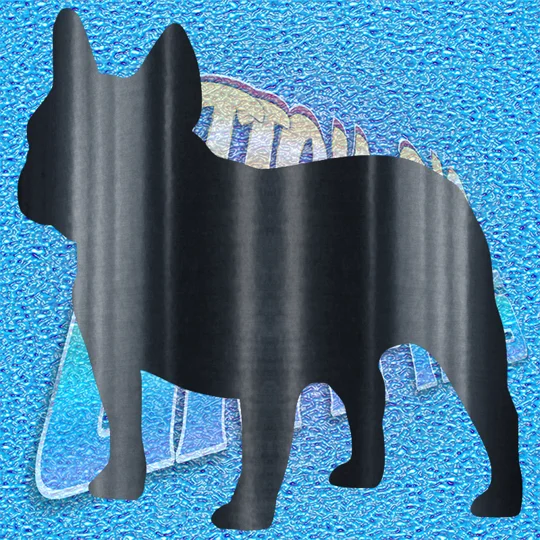 French Bulldog 007
