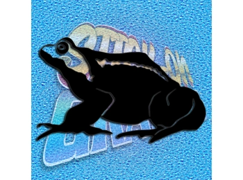 Frog 007