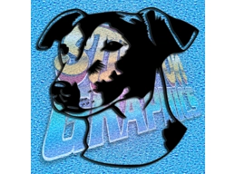 Jack Russell 005