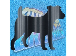 Jack Russell 006