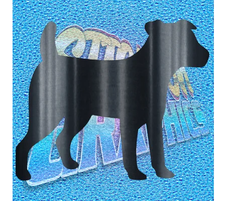 Jack Russell 006