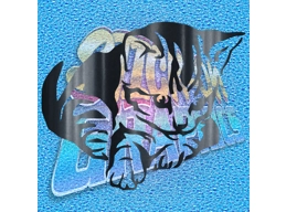 Kitty 001