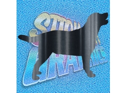 Labrador 003