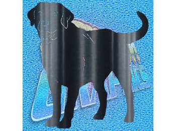 Labrador 006