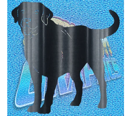 Labrador 006