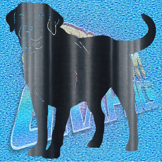 Labrador 006