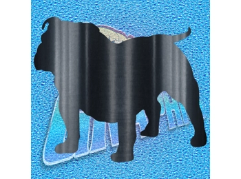 New English Bulldog 034 wT