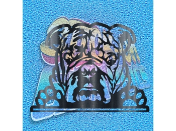 New English Bulldog 047