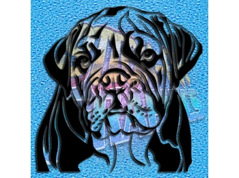 New English Bulldog 049