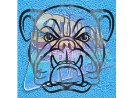 New English Bulldog 062