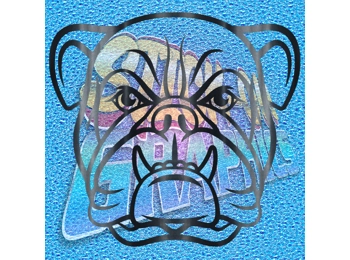 New English Bulldog 062