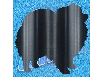 Pomeranian 001