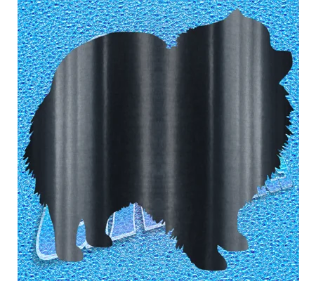 Pomeranian 001