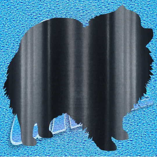 Pomeranian 001