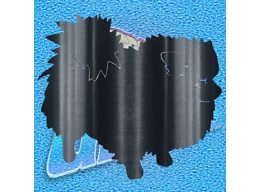 Pomeranian 004