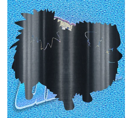 Pomeranian 004