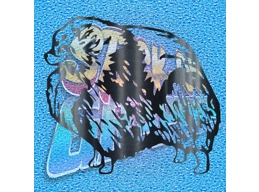 Pomeranian 008