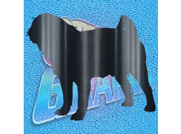 Pug 011