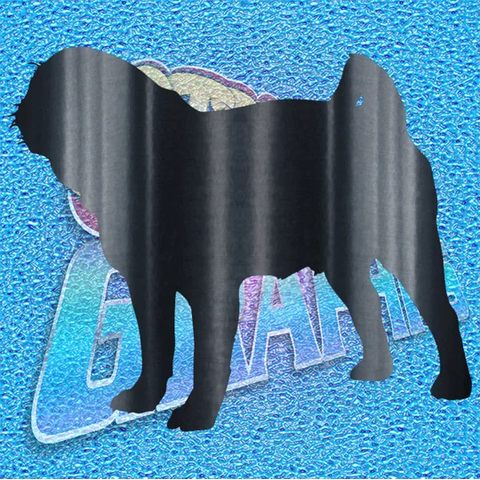 Pug 011
