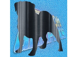 Pug 002