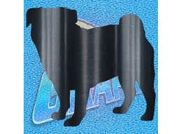 Pug 007