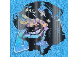 Rottweiler 010