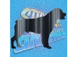 Rottweiler 004