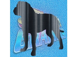 Rottweiler 005
