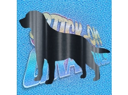 Setter 001