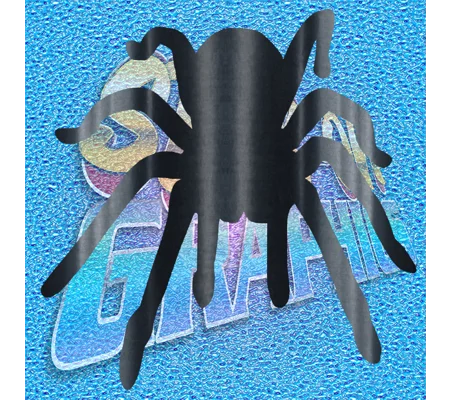 Spider 003