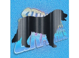 St. Bernard 001