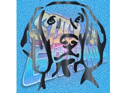 Weimaraner