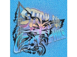 Yorkshire Terrier 010