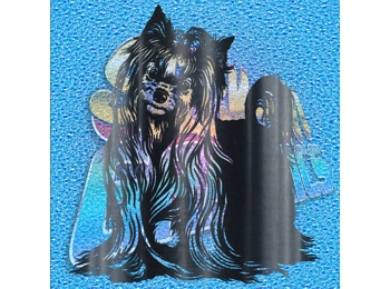 Yorkshire Terrier 002