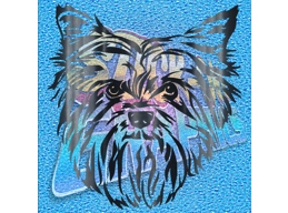Yorkshire Terrier 005