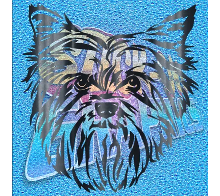 Yorkshire Terrier 005