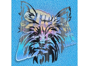 Yorkshire Terrier 006