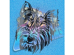 Yorkshire Terrier 007