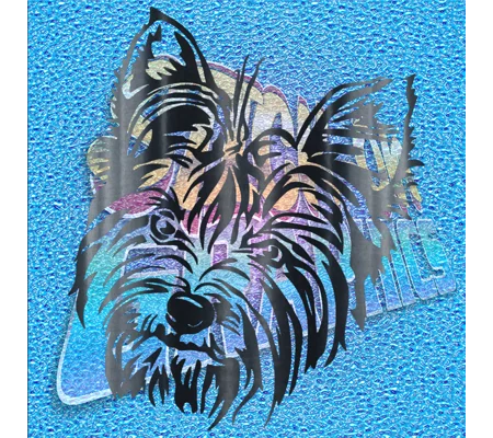 Yorkshire Terrier 007