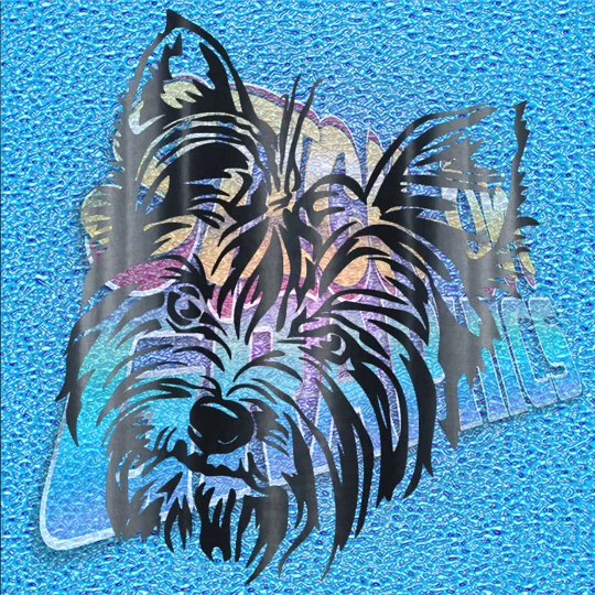 Yorkshire Terrier 007