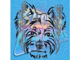 Yorkshire Terrier 008