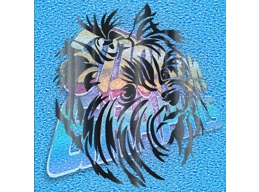 Yorkshire Terrier 009