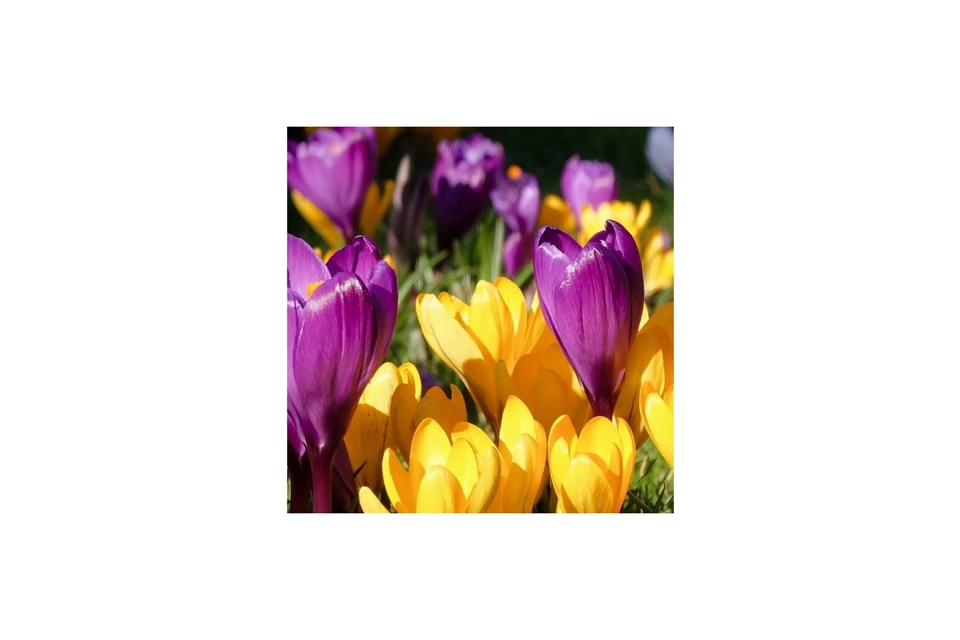 Flower Card 1 - Crocus