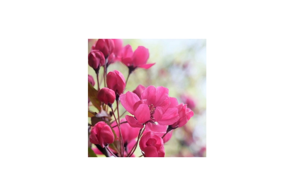 Flower Card 8 - Spring ..