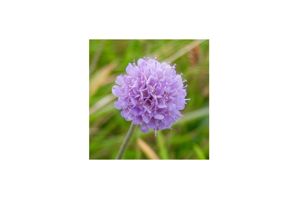 Flower Card 3 - Devil's..