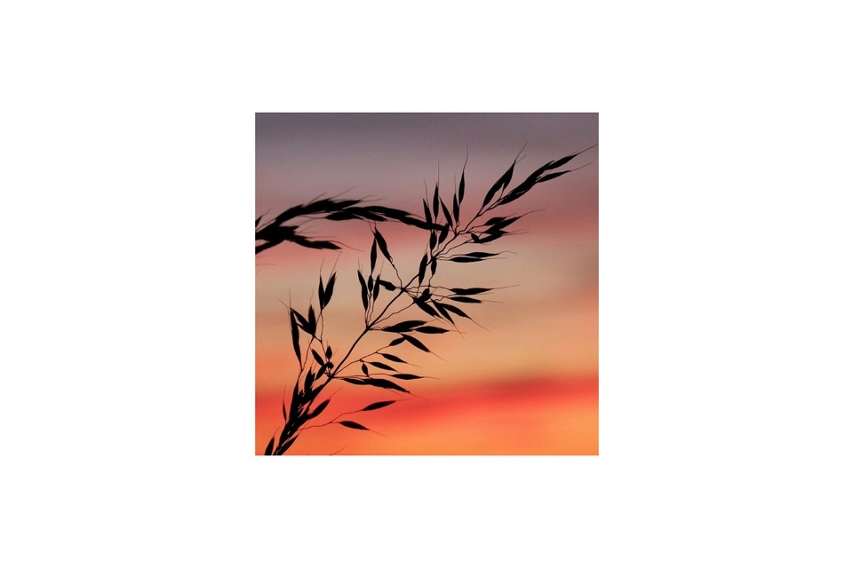 Flower Card 5 - Long Gr..